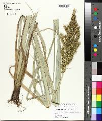 Carex crus-corvi image