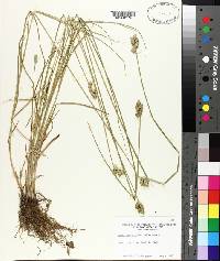 Carex cumulata image