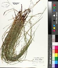 Carex debilis var. debilis image