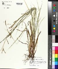 Carex debilis var. debilis image