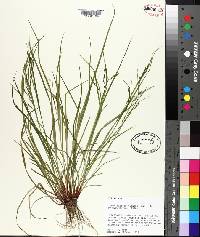 Carex debilis image