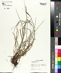 Carex debilis image