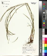 Carex debilis var. rudgei image