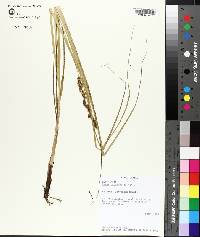 Carex decomposita image