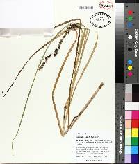 Carex decomposita image