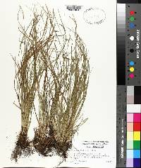 Carex digitalis image