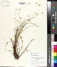 Carex exilis image