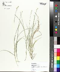 Carex festucacea image