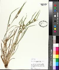 Carex flaccosperma image