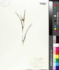 Carex flaccosperma image