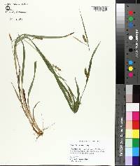 Carex flaccosperma image