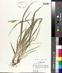 Carex flaccosperma image