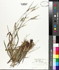 Carex flaccosperma image