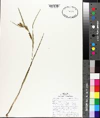 Carex flaccosperma image