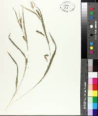 Carex flaccosperma image