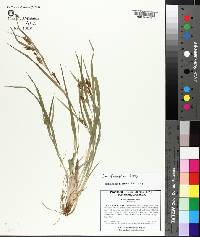 Carex flaccosperma image