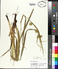 Carex folliculata image