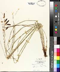 Carex glaucescens image