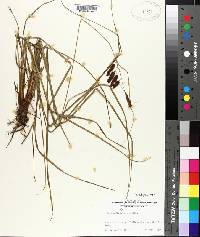 Carex glaucescens image