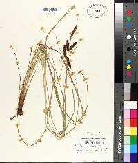 Carex glaucescens image