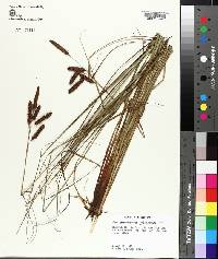 Carex glaucescens image