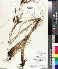 Carex glaucescens image