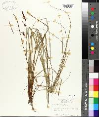 Carex glaucescens image