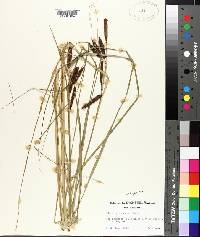 Carex glaucescens image