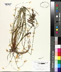 Carex glaucescens image