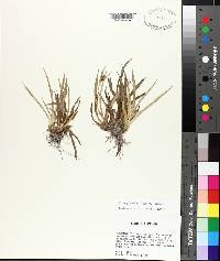 Carex glaucodea image