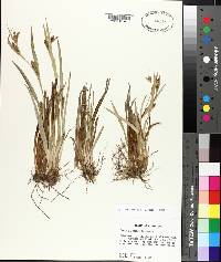 Carex glaucodea image