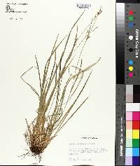 Carex gracilescens image