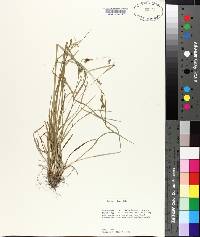 Carex corrugata image