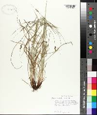 Carex hirsutella image