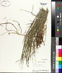 Carex hitchcockiana image