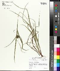 Carex intumescens image