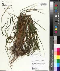 Carex intumescens image