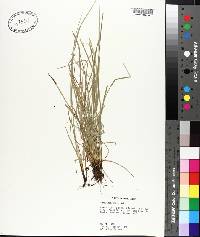 Carex jamesii image