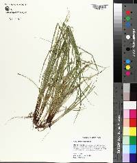 Carex jamesii image