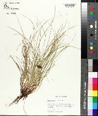 Carex jamesii image