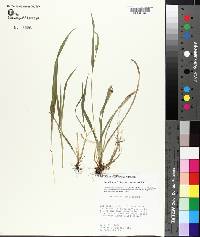 Carex kraliana image