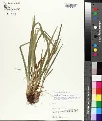 Carex kraliana image