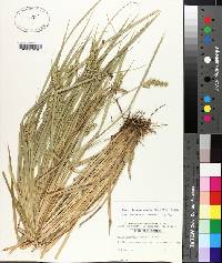 Carex laevivaginata image