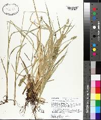 Carex laevivaginata image