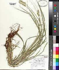 Carex laevivaginata image