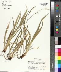 Carex laxiflora image