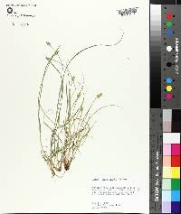 Carex leavenworthii image