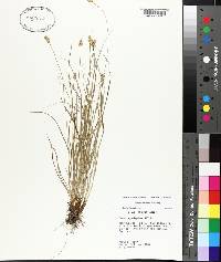 Carex leavenworthii image