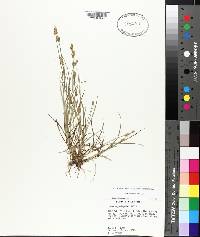 Carex leavenworthii image