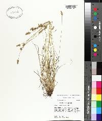 Carex leavenworthii image